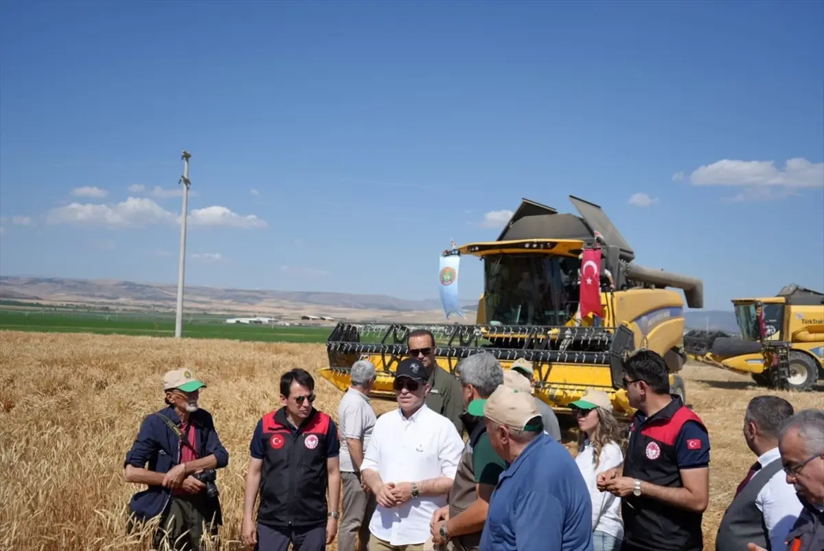 amasyada-2025-birinci-bugday-hasadi-gerceklestirildi-dmfcOtsA.jpg